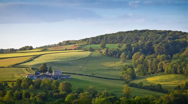 Rolling green Cotswolds hills, hedged fields and woodland in evening light