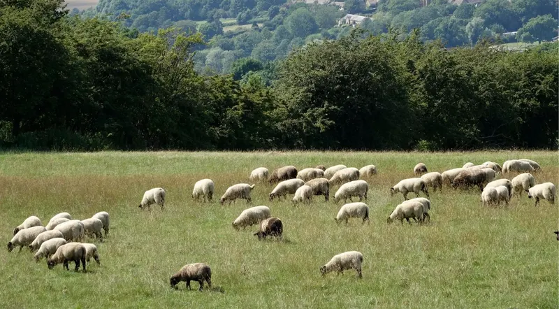 A flock of sheep grazing in a green Cotswolds meadow below wooded hills